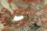 Polished Petrified Wood (Araucaria?) End Cut - Arizona #382199-1